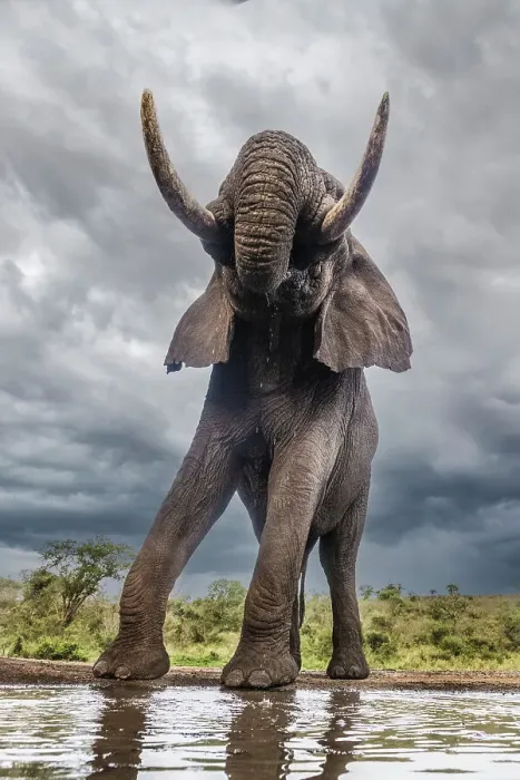 Framed Print : South Africa. Bull elephant at a waterhole