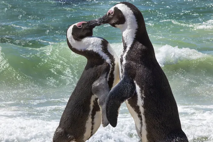 Framed Print : South Africa, Cape Town. Jackass penguins greeting on Boulders Beach Framed Print : South Africa, Cape Town. Jackass penguins greeting on Boulders Beach