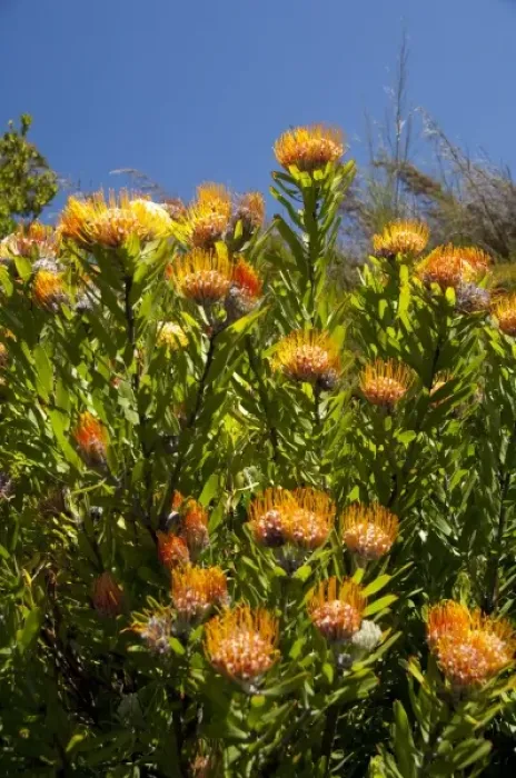 Framed Print : South Africa, Cape Town, Kirstenbosch National Botanical Garden. Protea Garden, indigenous Framed Print : South Africa, Cape Town, Kirstenbosch National Botanical Garden. Protea Garden, indigenous