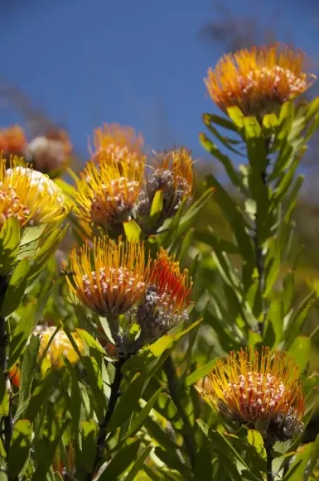 Framed Print : South Africa, Cape Town, Kirstenbosch National Botanical Garden. Protea Garden, indigenous Framed Print : South Africa, Cape Town, Kirstenbosch National Botanical Garden. Protea Garden, indigenous