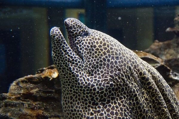 South Africa, Cape Town. Two Oceans Aquarium, Honeycomb moray eel (captive)