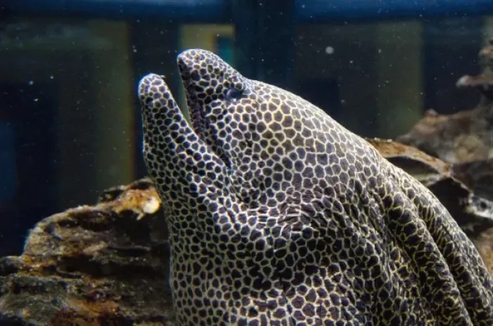 Framed Print : South Africa, Cape Town. Two Oceans Aquarium, Honeycomb moray eel (captive) Framed Print : South Africa, Cape Town. Two Oceans Aquarium, Honeycomb moray eel (captive)