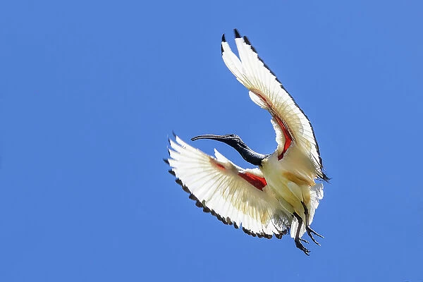 South Africa, Cape Town. Sacred ibis bird in flight