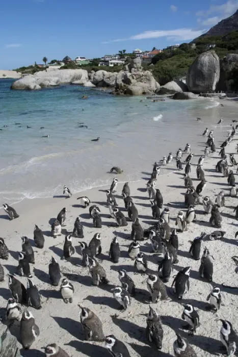 Framed Print : South Africa, Cape Town, Simons Town, Boulders Beach. African penguin colony