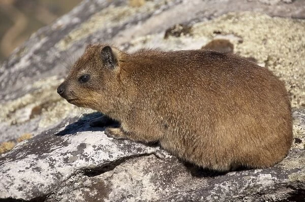 South Africa, Cape Town, Table Mountain. Rock Hyrax (AKA dassie) on the top of Table Mountain