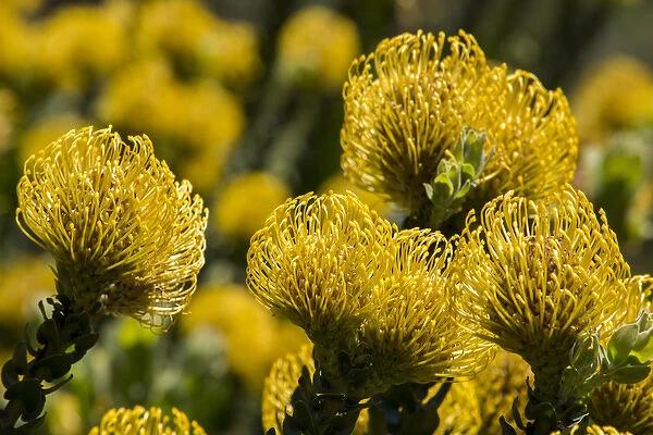 Print of South Africa, Cape Town. Yellow protea flowers, aka pincushion  flowers