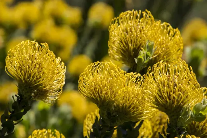 Framed Print : South Africa, Cape Town. Yellow protea flowers, aka pincushion flowers Framed Print : South Africa, Cape Town. Yellow protea flowers, aka pincushion flowers