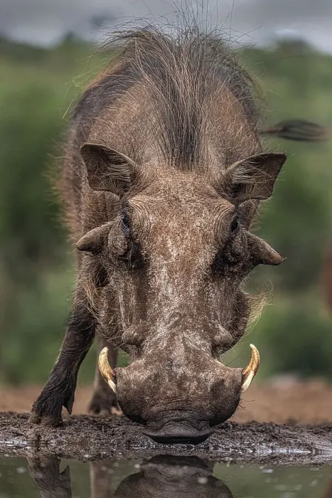 Framed Print : South Africa. Close-up of warthog drinking at waterhole Framed Print : South Africa. Close-up of warthog drinking at waterhole