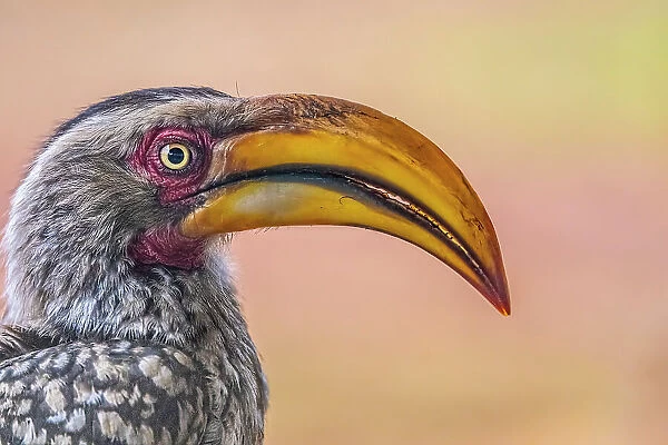 South Africa. Close-up of yellow-billed hornbill bird's head