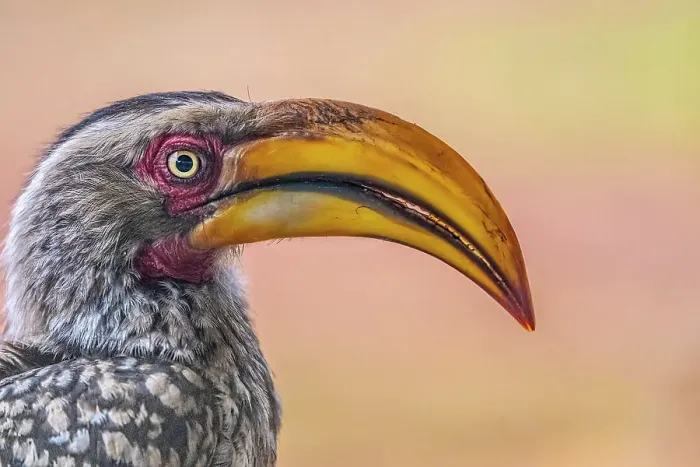 Framed Print : South Africa. Close-up of yellow-billed hornbill bird's head