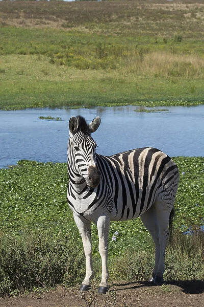 South Africa, Durban. Tala Game Reserve. Plains zebra (Equus quagga, formerly Equus burchellii)