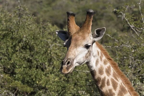 South Africa, Durban, Tala Game Reserve. Giraffe (Wild: Giraffa camelopardalis), head detail