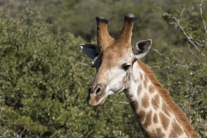 Framed Print : South Africa, Durban, Tala Game Reserve. Giraffe (Wild: Giraffa camelopardalis), head detail