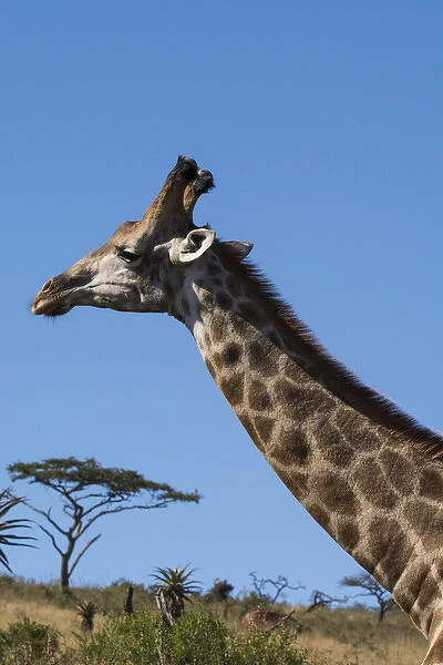South Africa, Durban, Tala Game Reserve. Giraffe (Wild: Giraffa camelopardalis)