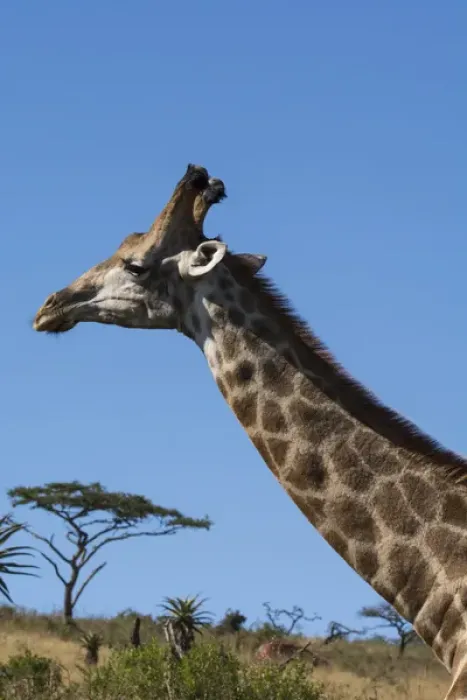 Framed Print : South Africa, Durban, Tala Game Reserve. Giraffe (Wild: Giraffa camelopardalis)