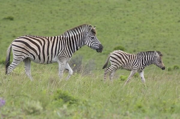 South Africa, East London, Inkwenkwezi Private Game Reserve. Common or Burchells zebra (Wild