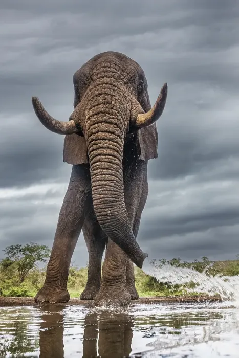 Framed Print : South Africa. Elephant squirting water at waterhole Framed Print : South Africa. Elephant squirting water at waterhole