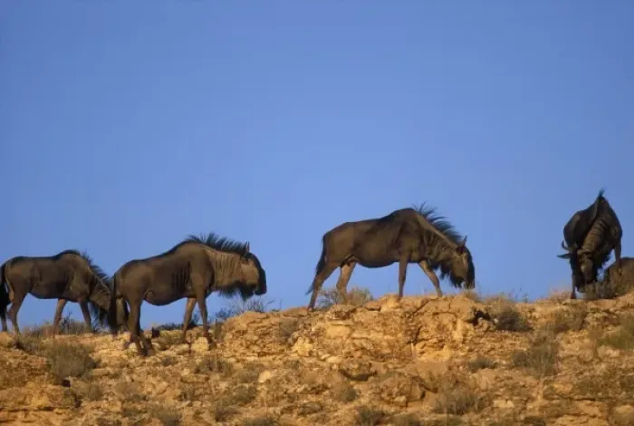 Framed Print : South Africa, Kalahari-Gemsbok Nat l Park, Blue Wildebeest (Connochaetes taurinus)