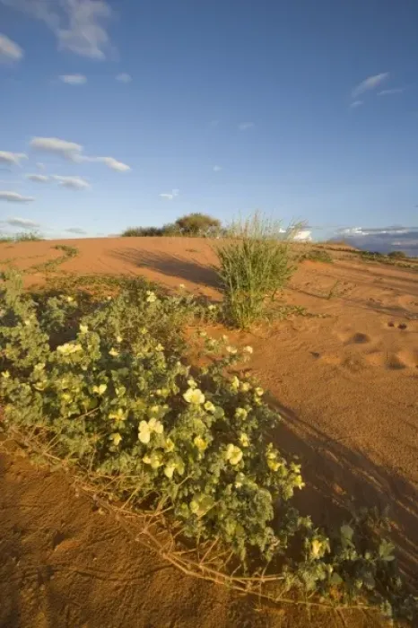 Framed Print : South Africa, Kgalagadi Transfrontier Park, Yellow wildflowers in red sand dunes