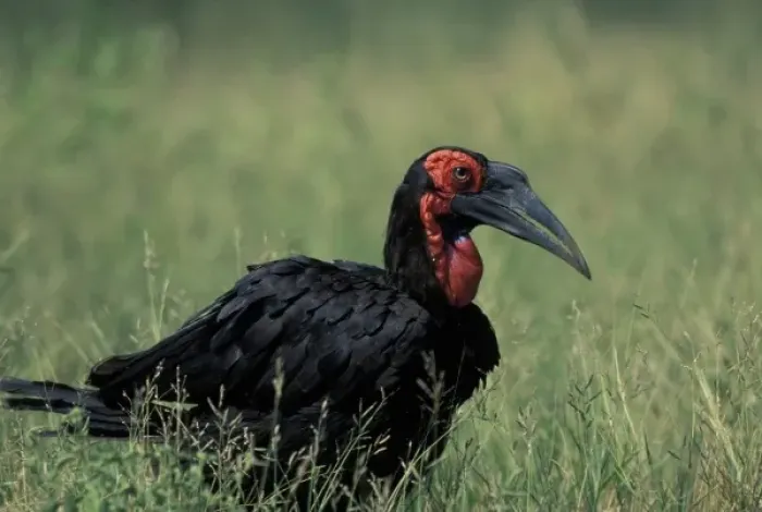 Framed Print : South Africa, Kruger National Park, South Ground Hornbill (Bucorvus cafer) walks