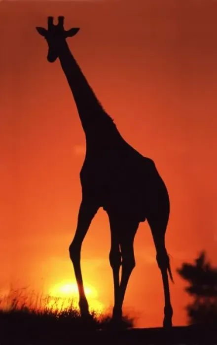 Framed Print : South Africa, Kruger NP. Giraffe (Giraffa camelopardalis) silhouetted at Sunset Framed Print : South Africa, Kruger NP. Giraffe (Giraffa camelopardalis) silhouetted at Sunset
