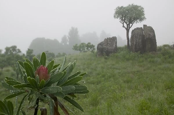 South Africa, KwaZulu Natal Province, Royal Natal National Park, Fog settles over