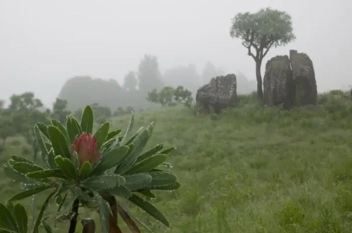 Framed Print : South Africa, KwaZulu Natal Province, Royal Natal National Park, Fog settles over Framed Print : South Africa, KwaZulu Natal Province, Royal Natal National Park, Fog settles over