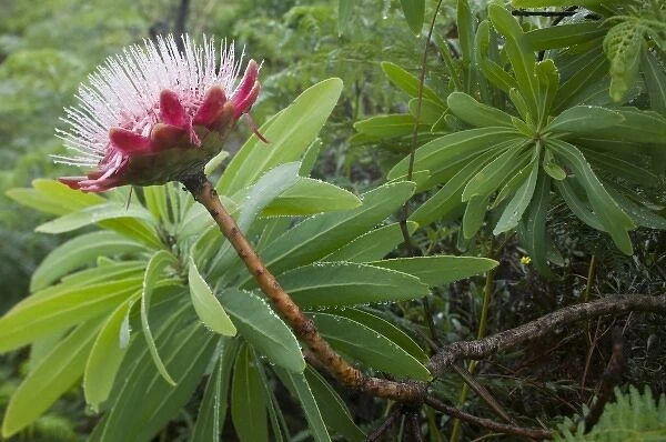 South Africa, KwaZulu Natal Province, Royal Natal National Park, Flowering protea