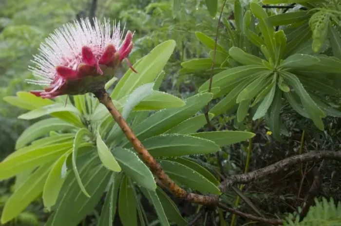 Framed Print : South Africa, KwaZulu Natal Province, Royal Natal National Park, Flowering protea Framed Print : South Africa, KwaZulu Natal Province, Royal Natal National Park, Flowering protea