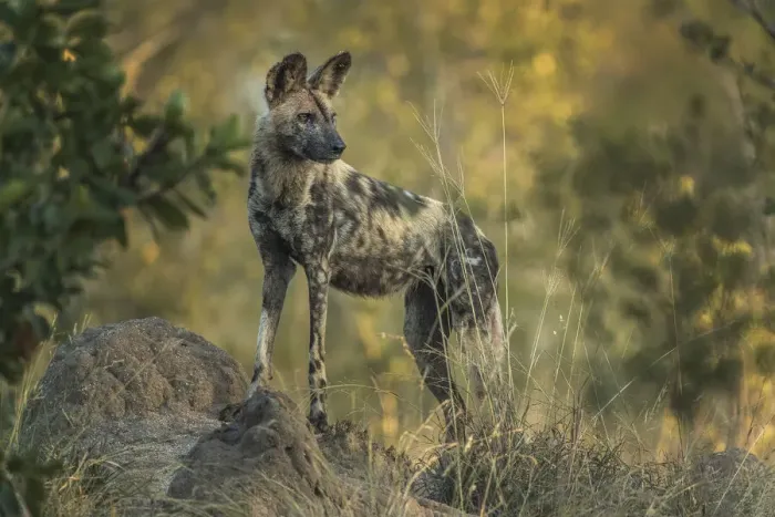 Framed Print : South Africa, Sabi Sabi Private Reserve. Wild dog at sunrise