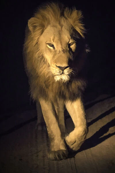 South Africa, Sabi Sabi Private Reserve. Abstract of male lion walking