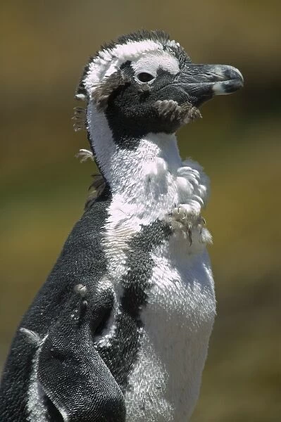 South Africa, Simons Town, African (Jackass) Penguin (Spheniscus demersus) standing