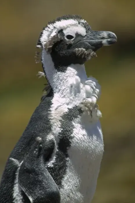 Framed Print : South Africa, Simons Town, African (Jackass) Penguin (Spheniscus demersus) standing