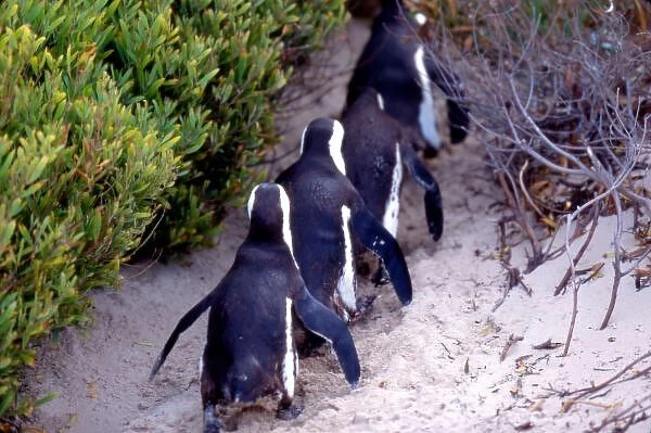 South Africa, Simons Town. Follow the leader. Jackass Penguins (Phalacrocorax capensis)