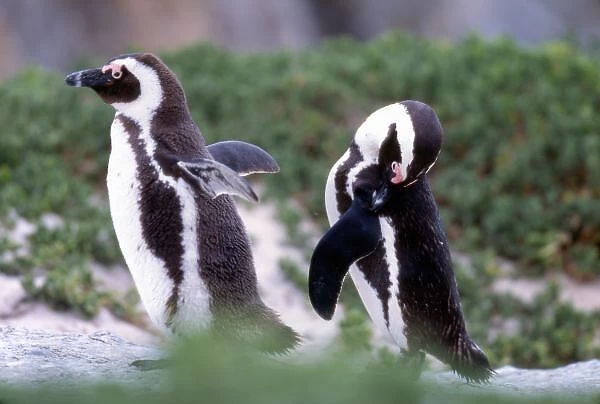 South Africa, Simons Town. Grooming Jackass Penguins (Phalacrocorax capensis)
