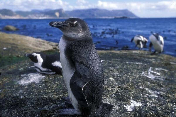 South Africa, Simons Town, Jackass Penguin along rocky coastline (Spheniscus