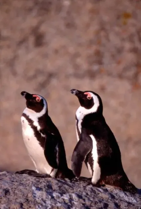 Framed Print : South Africa, Simons Town. Jackass Penguins (Phalacrocorax capensis) on the rocks