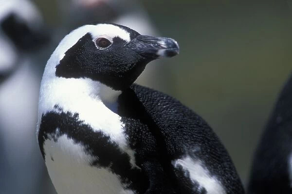 South Africa, Table Mountain National Park, African (Jackass) Penguin (Spheniscus