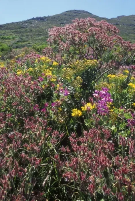 Framed Print : South Africa, Table Mountain National Park, Wildflowers bloom on fynbos vegetation Framed Print : South Africa, Table Mountain National Park, Wildflowers bloom on fynbos vegetation