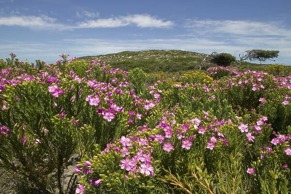 South Africa, Table Mountain National Park, Wildflowers bloom on fynbos vegetation