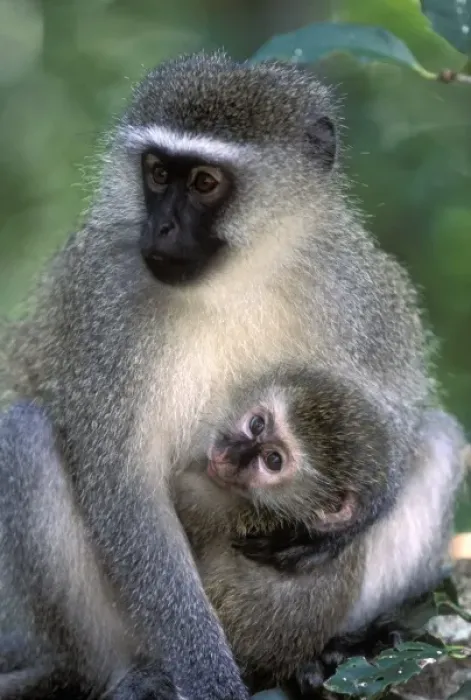 Framed Print : South Africa, Tsitsikamma Nat l Park, Vervet Monkey (Cercopithecus aethiops)