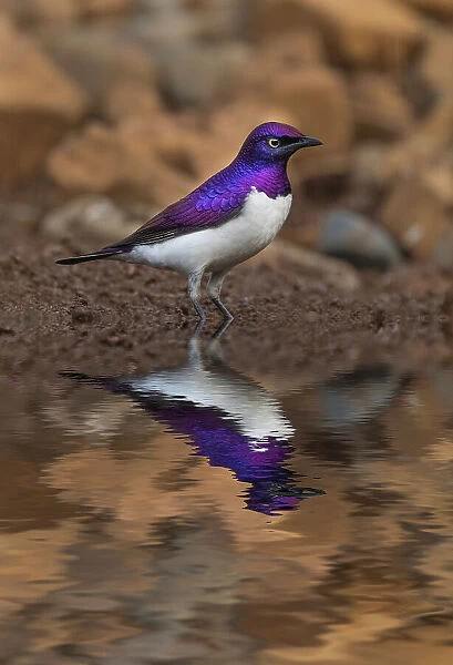 South Africa. Violet-backed starling reflects in a waterhole