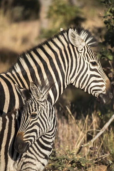 South Africa, Welgevonden Game Reserve. Adult and juvenile zebras