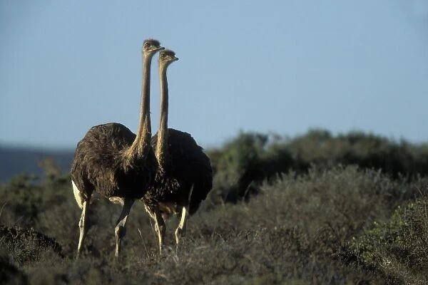 South Africa, West Coast National Park, Ostriches at sunset near Atlantic coast