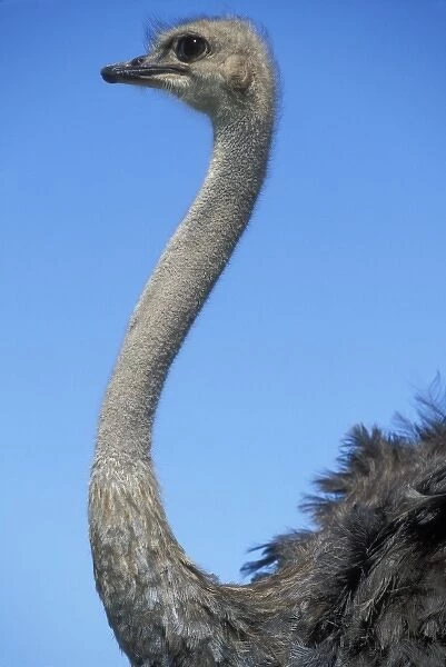 South Africa, Western Cape Province, Ostrich in farmers field (Struthio camelus)
