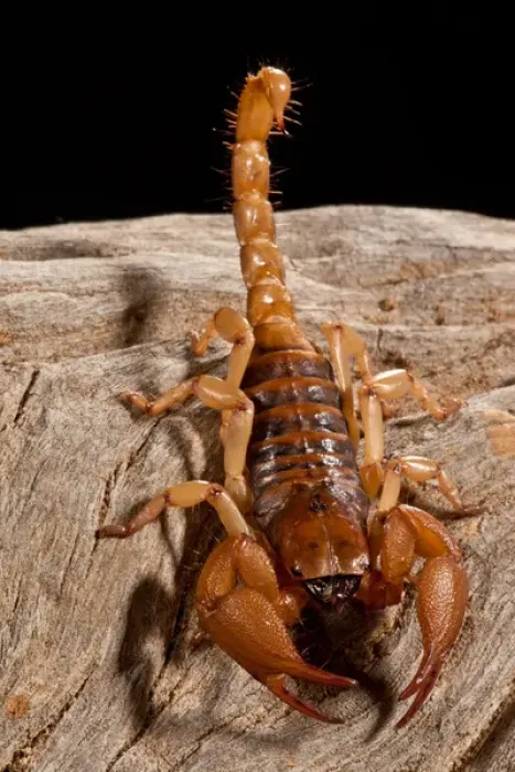 Framed Print : South African Hissing Scorpion, Opistothalmus glabifrons, Native to Mozambique Framed Print : South African Hissing Scorpion, Opistothalmus glabifrons, Native to Mozambique