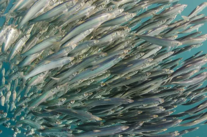 Framed Print : South African sardine (Sardinops sagax) Forming baitball, Sardine run, Eastern Cape