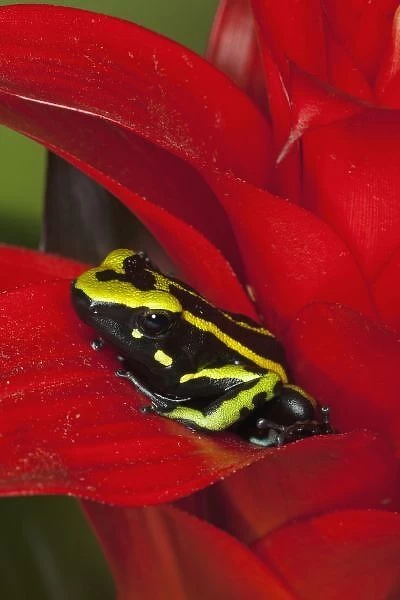 South America, Amazon Basin. Close-up of three-stripe dart frog