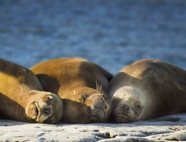 South America, Argentina, Chubut, Peninsula Valdes. Three sleeping sea lions on rock