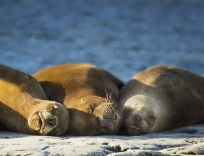 Framed Print : South America, Argentina, Chubut, Peninsula Valdes. Three sleeping sea lions on rock Framed Print : South America, Argentina, Chubut, Peninsula Valdes. Three sleeping sea lions on rock